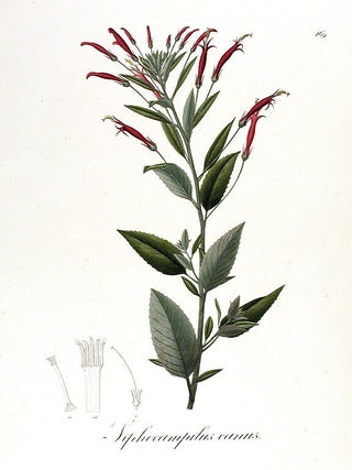 Item #13798 Siphocampilus canus. Johann Baptist Emanuel POHL