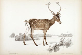 Item #14273 Persian Deer Cervus Maral. Summer. Benjamin WATERHOUSE HAWKINS