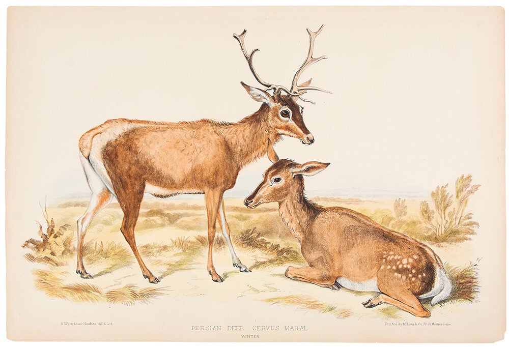 Persian Deer Cervus Maral. Winter | Benjamin WATERHOUSE HAWKINS