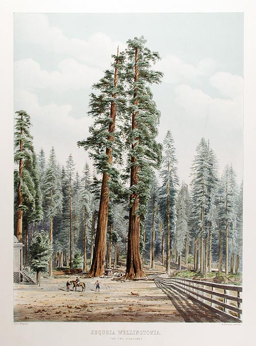 Item #14364 Sequoia Wellingtonia. The Two Guardsmen. Edward James RAVENSCROFT, - W. H. MCFARLANE, lithographer.