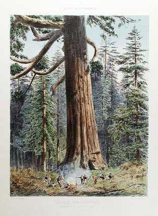 Item #14365 Sequoia Wellingtonia. Mariposa Grove, South California. Edward James RAVENSCROFT, -...