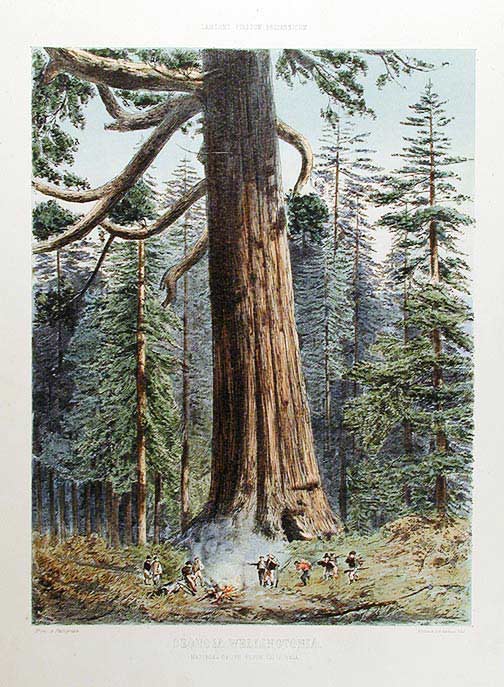 Item #14365 Sequoia Wellingtonia. Mariposa Grove, South California. Edward James RAVENSCROFT, - F. SCHENCK, lithographer.