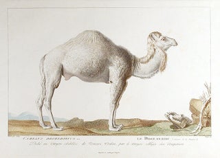 Item #14404 Camelus Dromedarius / Le Dromadaire. Simon Charles MIGER, after Nicolas MARÉCHAL