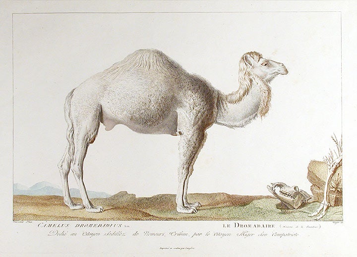 Item #14404 Camelus Dromedarius / Le Dromadaire. Simon Charles MIGER, after Nicolas MARÉCHAL.