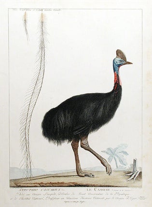 Item #14405 Struthio Casuarius / Le Casoar. Simon Charles MIGER, after Nicolas MARÉCHAL