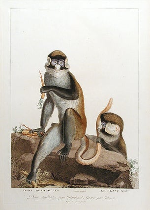 Item #14410 Simia Petaurista / Le Blanc-Nez. Simon Charles MIGER, after Nicolas MARÉCHAL