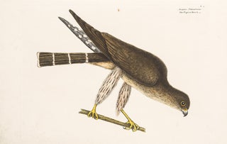 Item #14562 Pigeon Hawk. Mark CATESBY