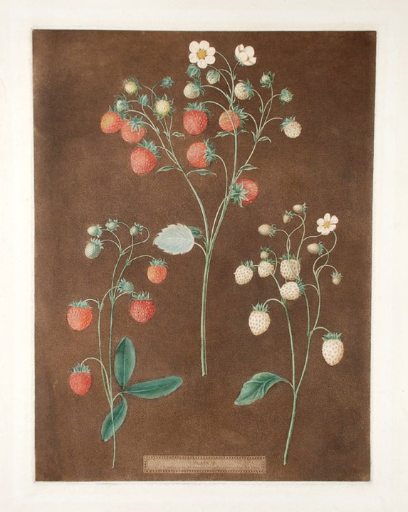Item #15065 [Strawberries] New Early Prolific (Scarlet Strawberry); Wood Strawberry; White Alpine. After George BROOKSHAW.