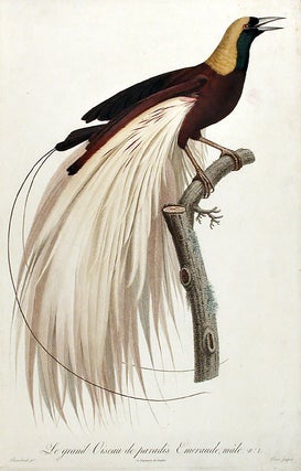 Item #15835 Le grand Oiseau de paradis, émeraude, mâle [Greater Bird of Paradise, male...