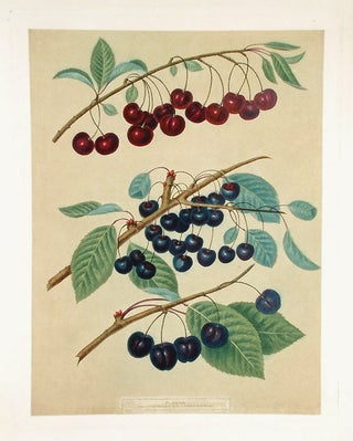 Item #16426 [Cherries] Morello; Caroon; Ronolds Black Heart. After George BROOKSHAW
