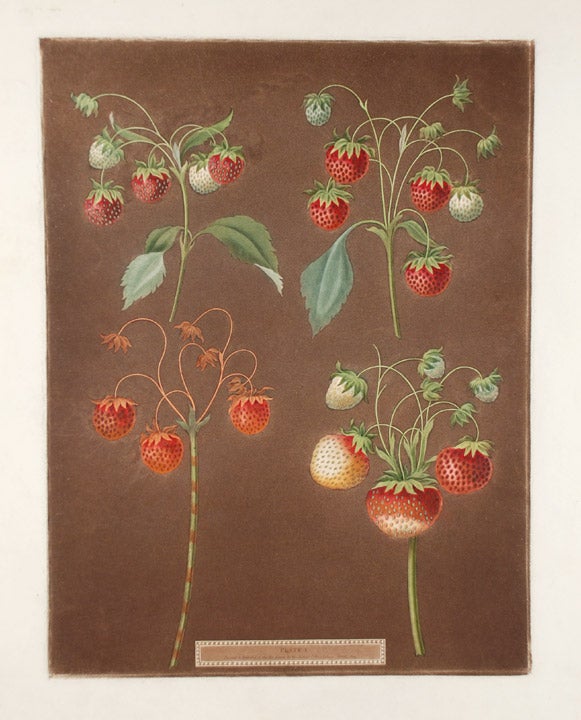 Item #16450 [Strawberries] Early Scarlet Strawberry; Late Scarlet; Golden Drop; Pine. After George BROOKSHAW.