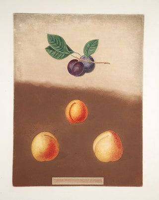 Item #16452 [Apricot] Black Apricot; Breda Apricot; Brussels Moor Park Apricot. After George...