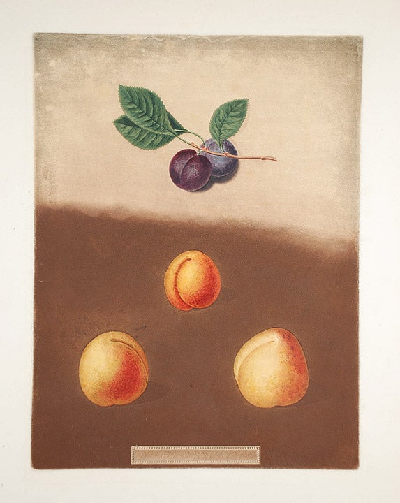 Item #16452 [Apricot] Black Apricot; Breda Apricot; Brussels Moor Park Apricot. After George BROOKSHAW.