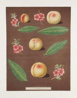 Item #16454 [Peach] Red Nutmeg, Hemskirk Peach. After George BROOKSHAW