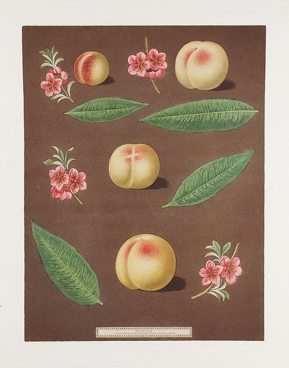Item #16454 [Peach] Red Nutmeg, Hemskirk Peach. After George BROOKSHAW.