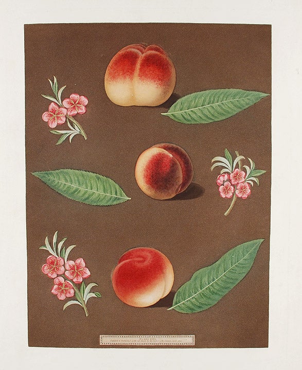 Item #16456 [Peach] Grimwood's Royal George Peach; Grimwood's Royal Charlotte Peach; French Magnonne. After George BROOKSHAW.