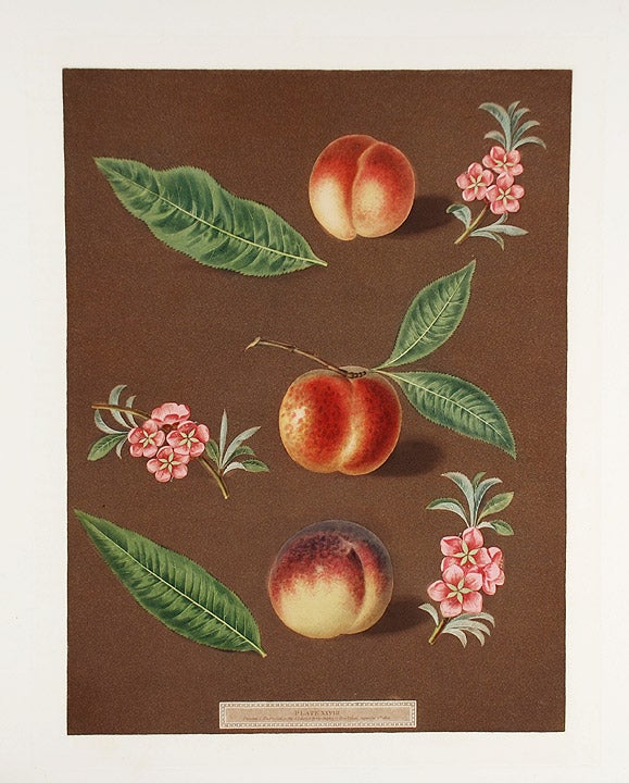 Item #16458 [Peach] Early Newington Peach; Buckinghamshire Mignonne; Mignonne Barrington Peach. After George BROOKSHAW.