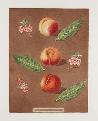 Item #16459 [Peach] Montauban Peach; Gross Minion; Royal George Old Peach. After George BROOKSHAW