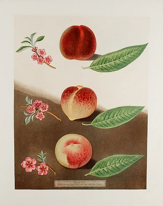 Item #16461 [Peach] Gallande; Noblesse Peach. After George BROOKSHAW