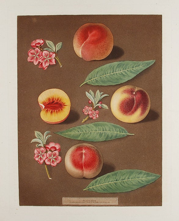 Item #16462 [Peach] Marlborough Peach; Rombullion Peach; Double Mountain Peach. After George BROOKSHAW.