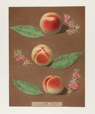 Item #16465 [Peach] Bourdine Peach; Nevet Peach; Late Admirable Peach. After George BROOKSHAW