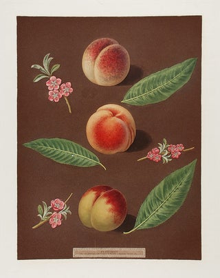 Item #16466 [Peach] Chancellor Peach; Catherine Peach; Old Newington Peach. After George BROOKSHAW