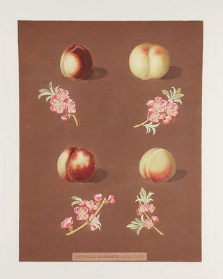 Item #16468 [Nectarine] Homerton's White Nectarine; Ford's Black Nectarine; Italian Nectarine....