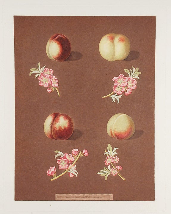 Item #16468 [Nectarine] Homerton's White Nectarine; Ford's Black Nectarine; Italian Nectarine. After George BROOKSHAW.
