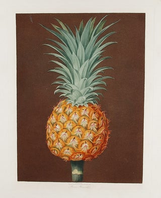 Item #16471 [Pineapple] Brown Havannah Pine. After George BROOKSHAW