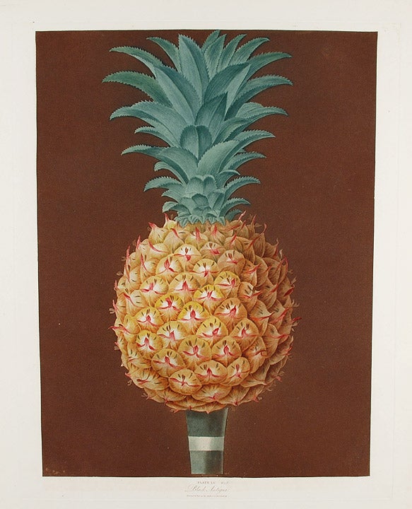 Item #16473 [Pineapple] Jagged Leaf Black Antigua. After George BROOKSHAW.