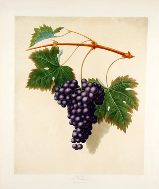 Item #16474 [Grapes] Red Frontiniac Grape. After George BROOKSHAW