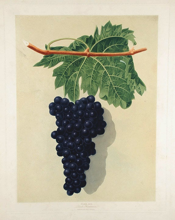 Item #16475 [Grapes] Black Frontiniac Grape. After George BROOKSHAW.