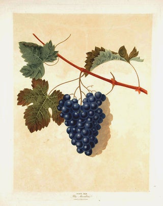 Item #16479 [Grapes] Blue Muscadine Grape. After George BROOKSHAW