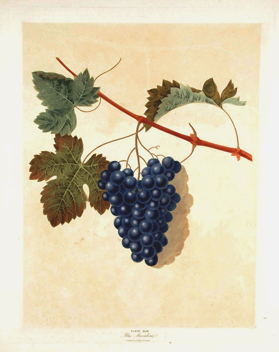 Item #16479 [Grapes] Blue Muscadine Grape. After George BROOKSHAW.