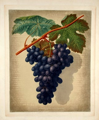 Item #16481 [Grapes] Black Marocco (Morocco Grape). After George BROOKSHAW