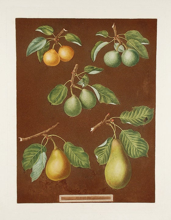 Item #16495 [Pears] Petit Muscat (Early Muscat Pear); Green Sugar Pear; Green Chisel Pear; Citron de Charmers. After George BROOKSHAW.