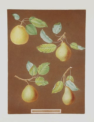 Item #16498 [Pears] Bergamot de Chantilly; Bonchee (Bon Chretien); White Sweet Sugar Pear; Bishop...