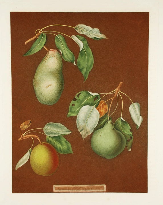 Item #16500 [Pears] Double Blossom Pear; Swan's Egg Pear; Winter Swan's Egg Pear. After George BROOKSHAW.