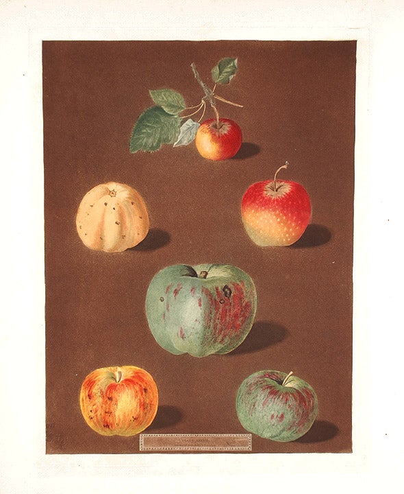 Item #16502 [Apples] Pomme d'Api; Carpendu de Blanch; Carpendu de Rouge; Nonsuch Apple Royal; Nonsuch Summer; Margill. After George BROOKSHAW.
