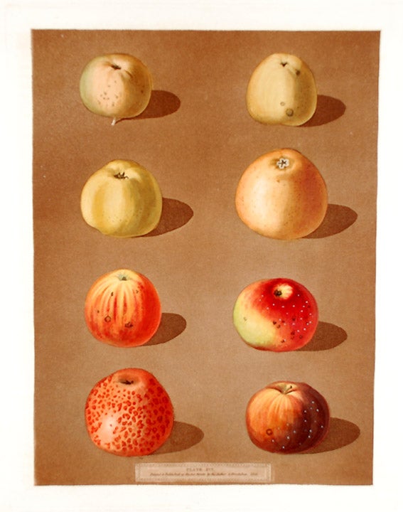 Item #16507 [Apples] Robertson's Pippin; Blanchard's Peppin; Lemon Pippin Apple; Aromatic Pippin; Embroidered Pippin. After George BROOKSHAW.
