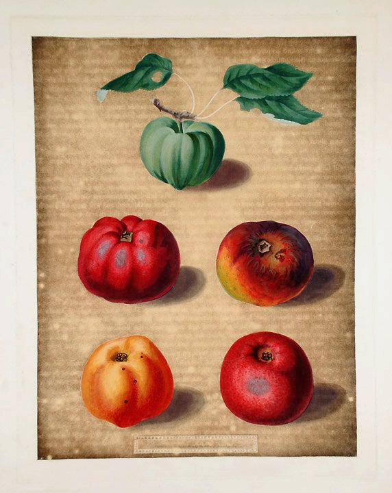 Item #16508 [Apples] Calville White Apple; Red Calville; Norfolk Beefing; Norfolk Paradise. After George BROOKSHAW.