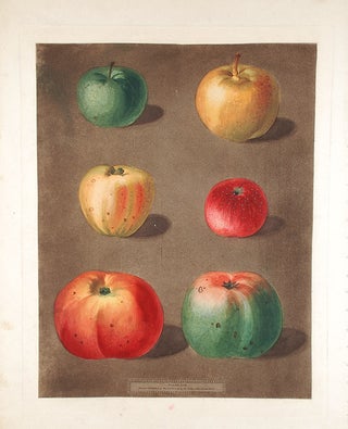 Item #16509 [Apples] French Crab; Minshall Crab; Cockage Apple; Red Streack; Holland Burry; New...