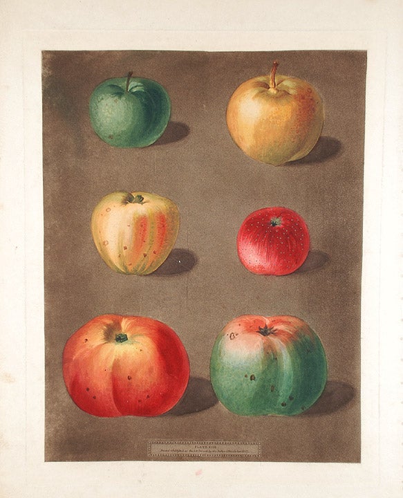 Item #16509 [Apples] French Crab; Minshall Crab; Cockage Apple; Red Streack; Holland Burry; New Town Pippin. After George BROOKSHAW.