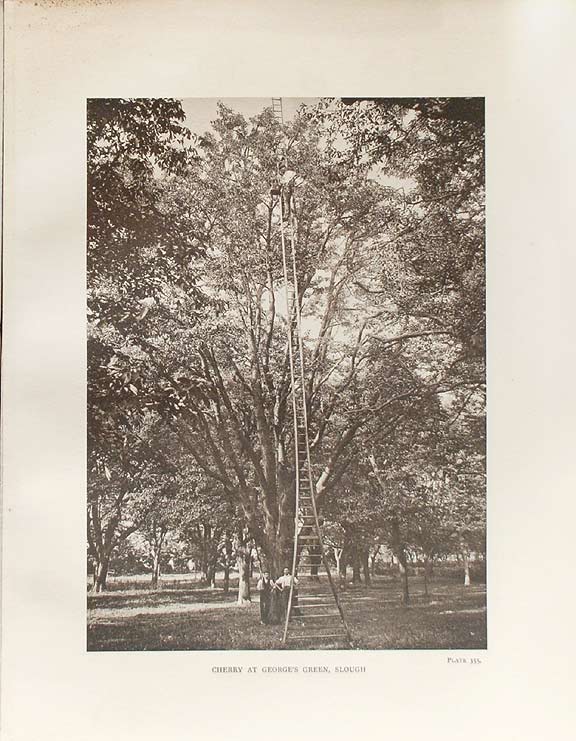 Item #16730 The Trees of Great Britain & Ireland. Henry John ELWES, Augustine HENRY.