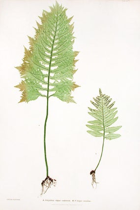 Item #17161 Polypodium vulgare cambricum [Brake Root]; P.vulgare crenatum [Brake Root]. Thomas MOORE