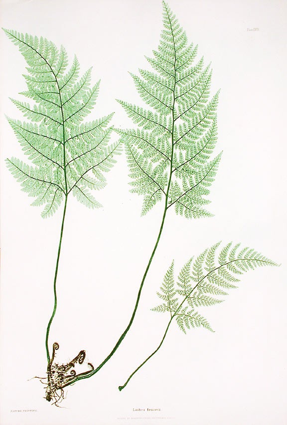 Item #17184 Lastrea foenisecii [Hay-scented, or Concave Prickly-toothed Buckler Fern]. Thomas MOORE.