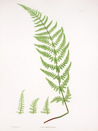 Item #17187 Lastrea dilatata Chanteriae [Broad Prickly-toothed Buckler Fern]. Thomas MOORE