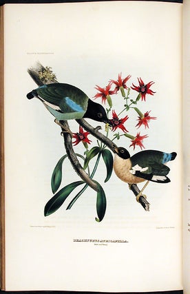 A Monograph of the Pittidae, or, Family of Ant Thrushes.