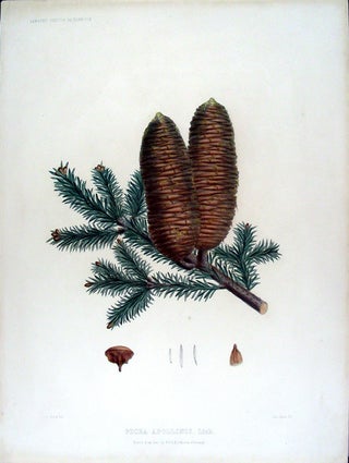 Item #17877 Picea apollinis. Link. (Greek Fir). Edward James RAVENSCROFT, - James BLACK