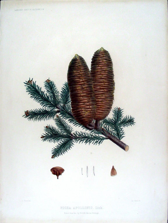 Item #17877 Picea apollinis. Link. (Greek Fir). Edward James RAVENSCROFT, - James BLACK.